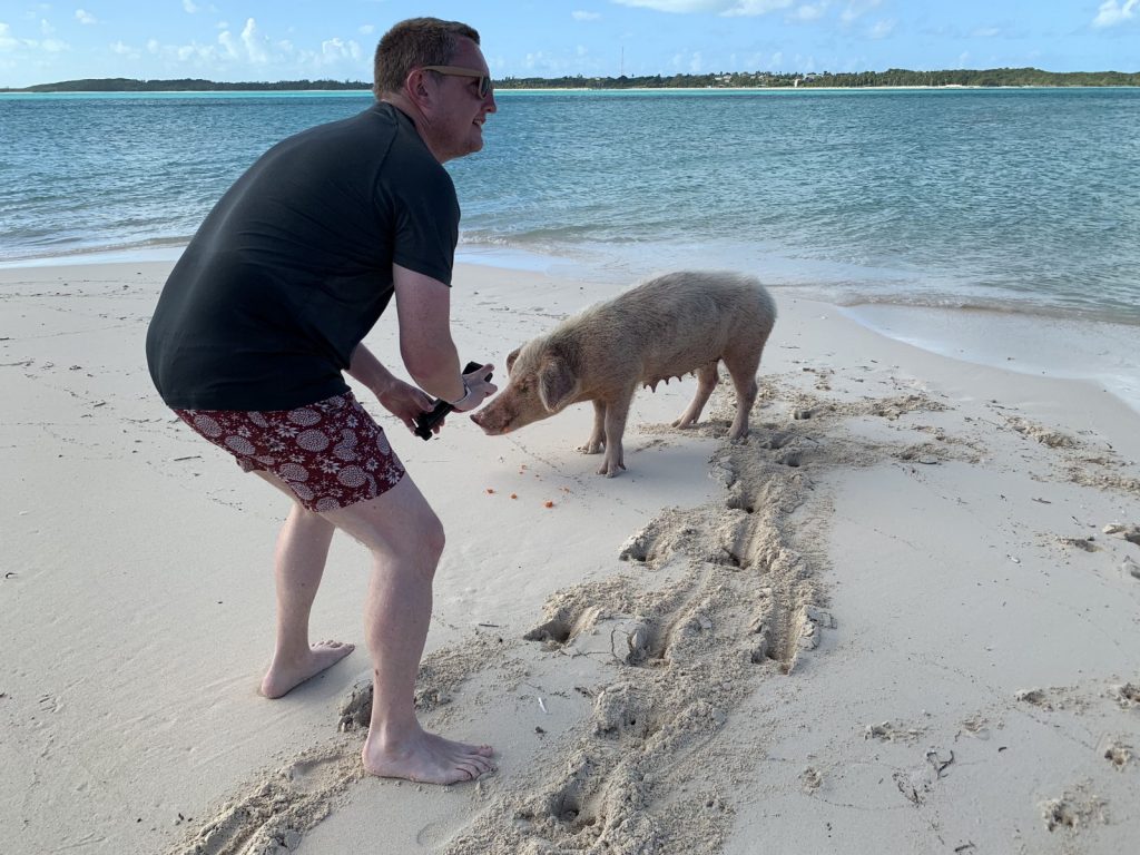 Swimming pigs of the bahamas